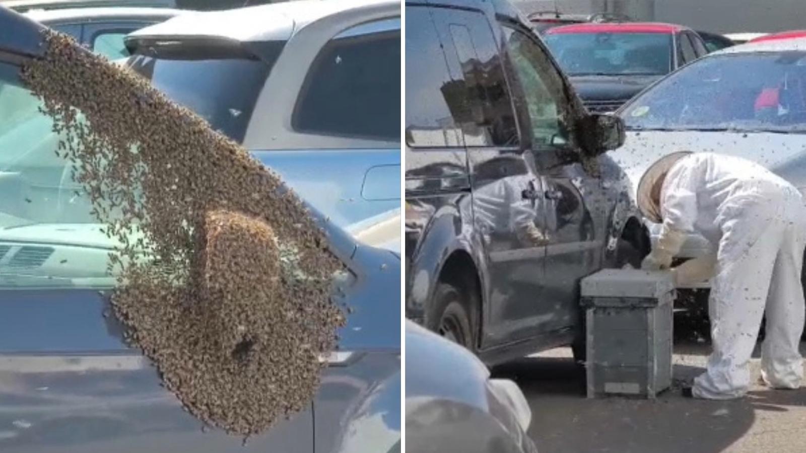 Enjambre de abejas en una furgoneta