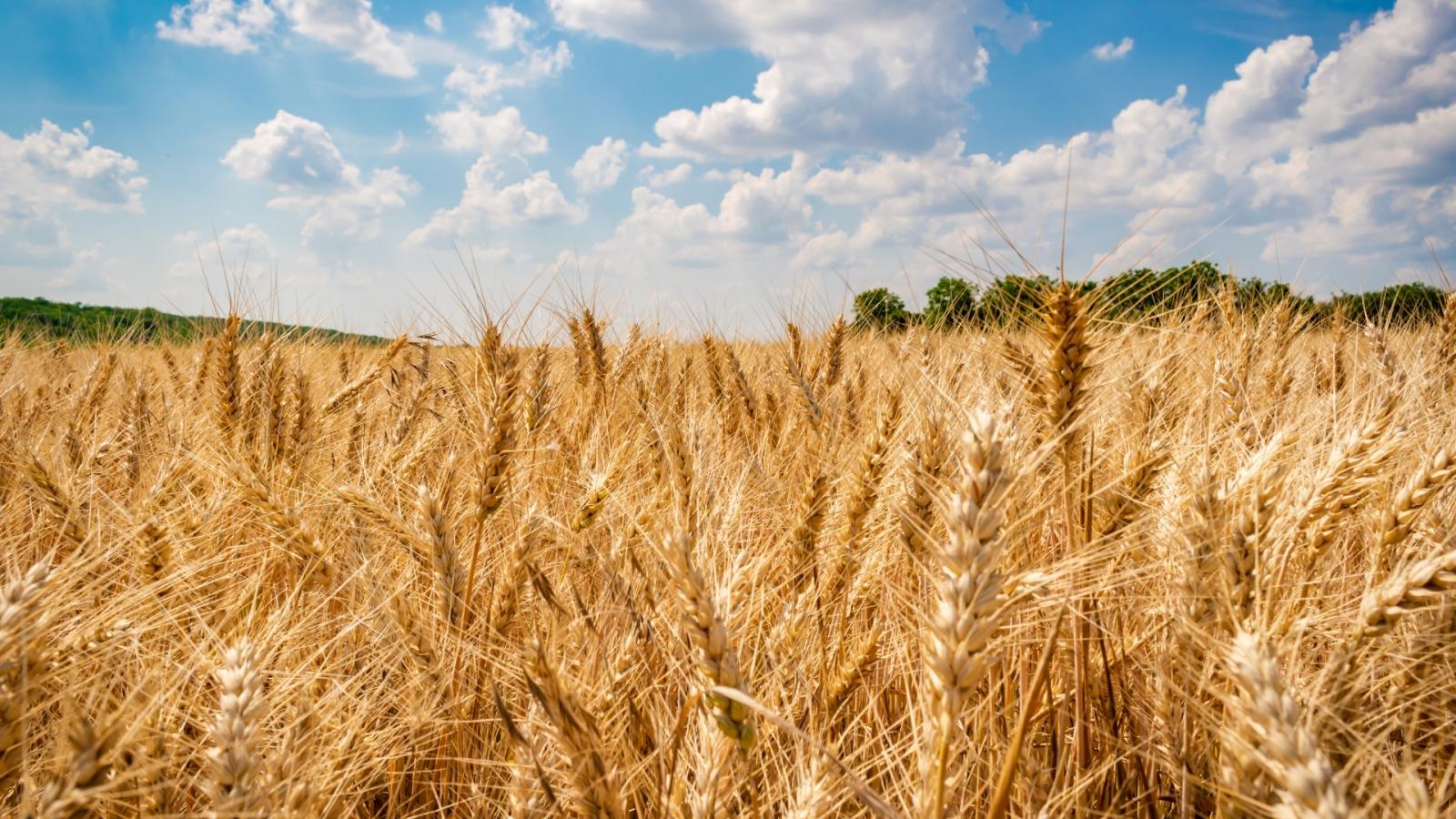 Campo de cereal