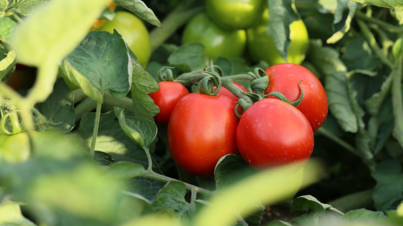 Producción de tomate