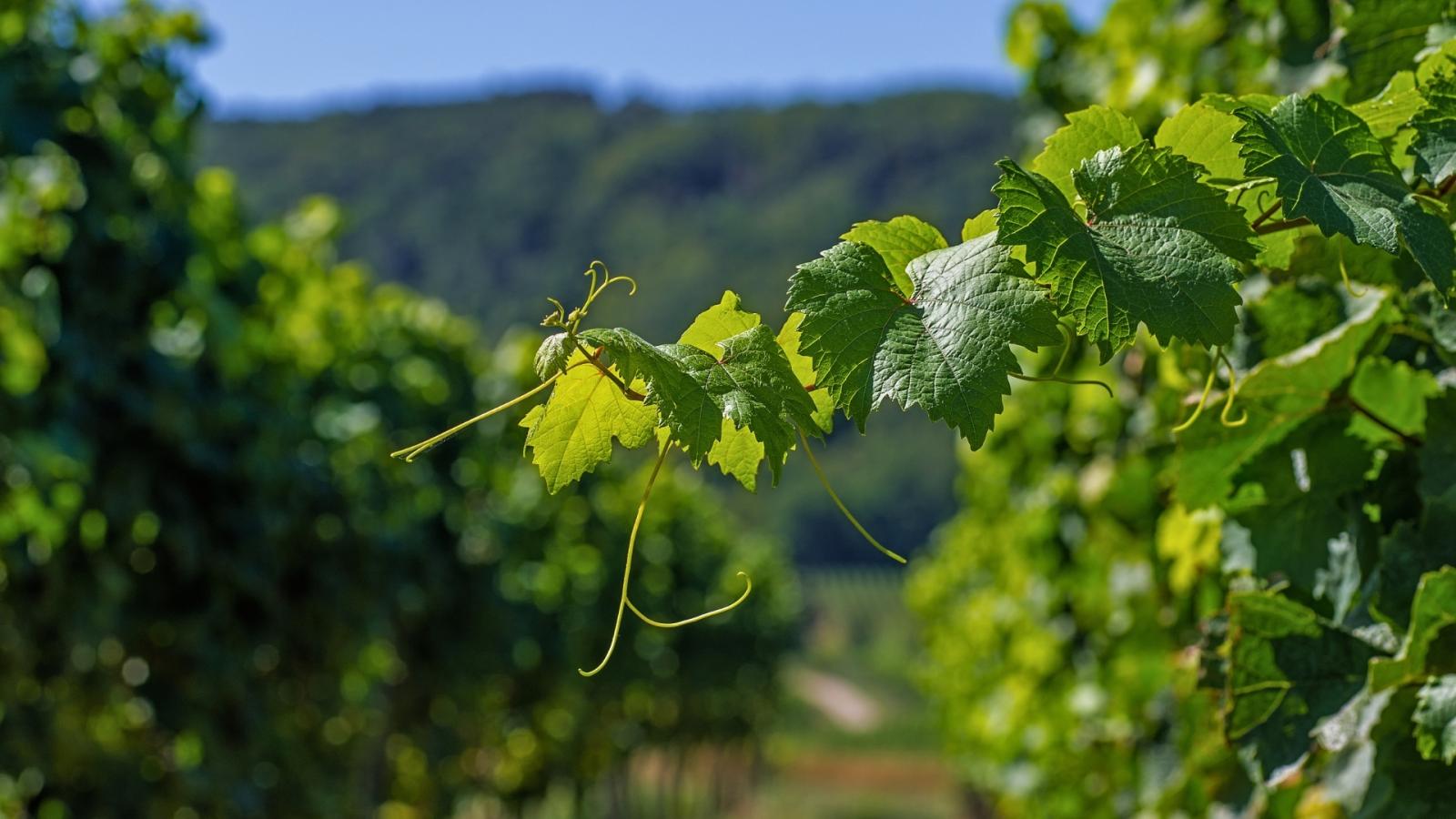 Viñedos