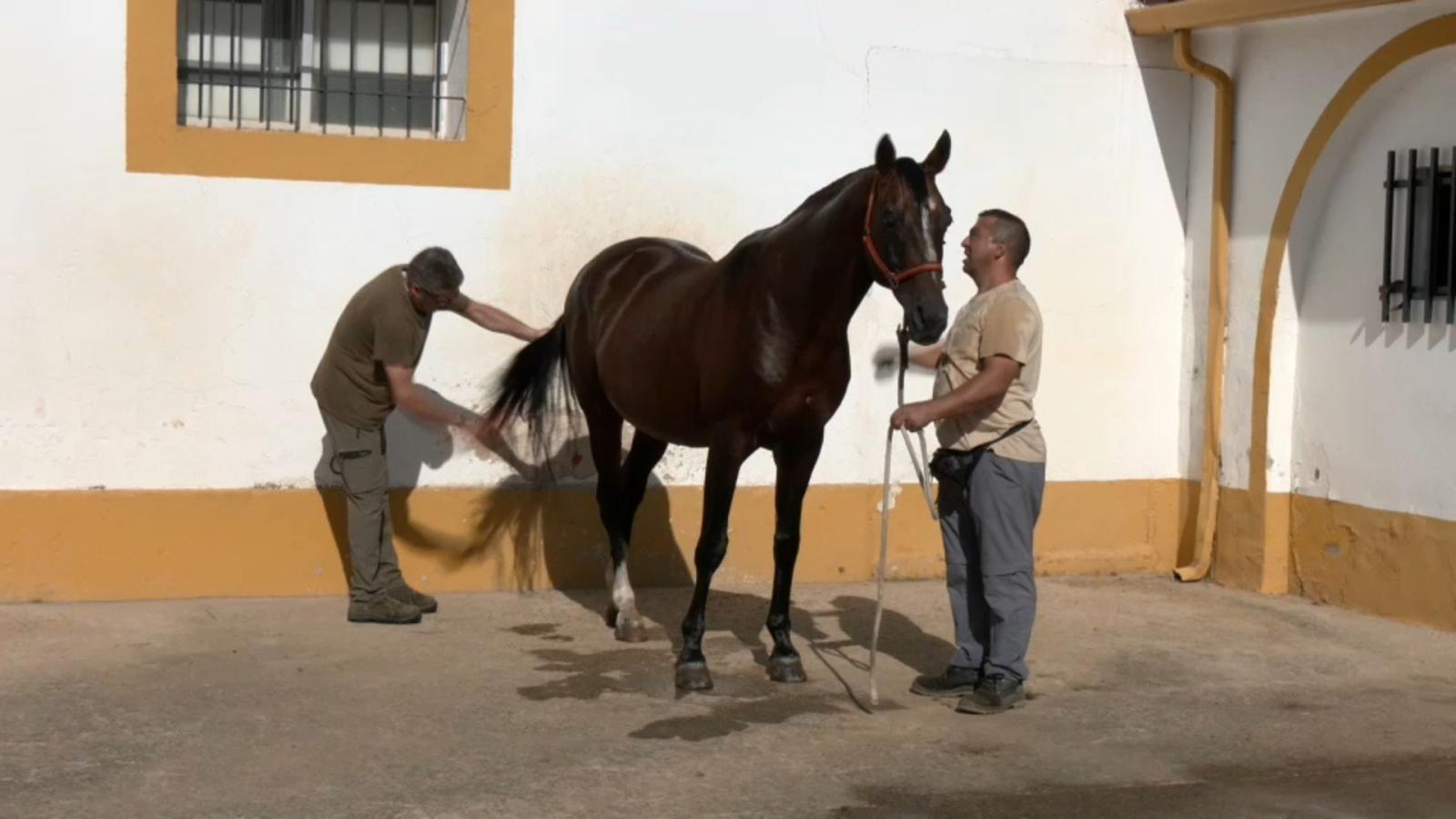 Caballo. Centro de Selección y Reproducción Animal 