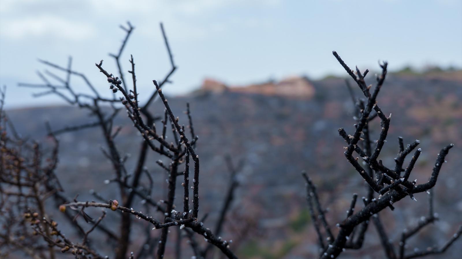  Zona afectada por el paso del incendio de Los Gallardos. A 11 de julio de 2026 en Almería 