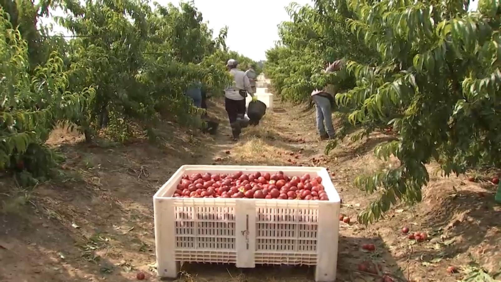 Falta de mano de obra en plena campaña de fruta de hueso