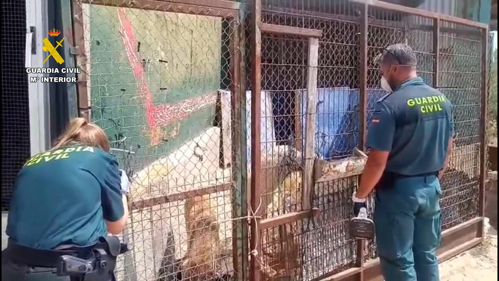 La Guardia Civil investiga a un vecino de Villafranca de los Barros (Badajoz) como presunto autor de un delito continuado de maltrato y abandono animal