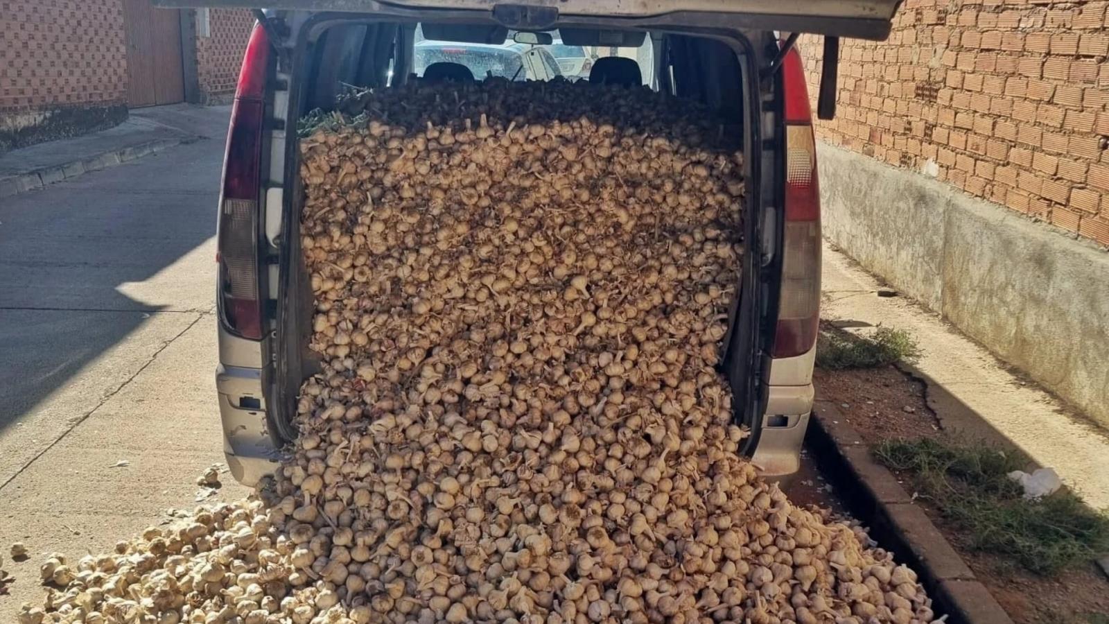 Hurto de 1.860 kilogramos de ajos morados,