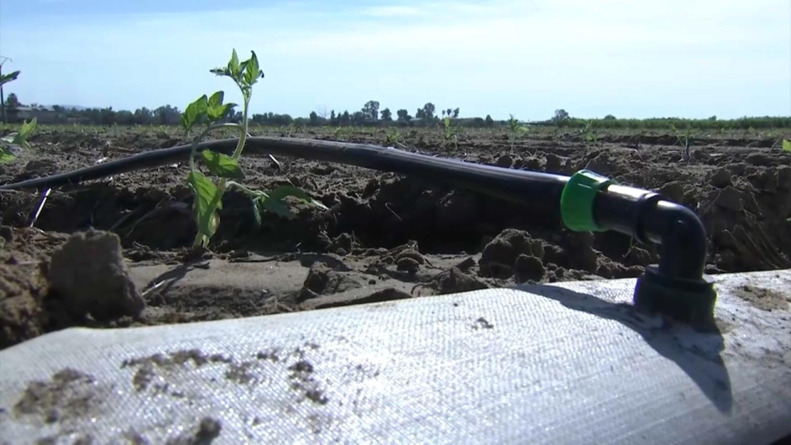 La Unión alerta de la situación límite en los regadíos extremeños por el calor