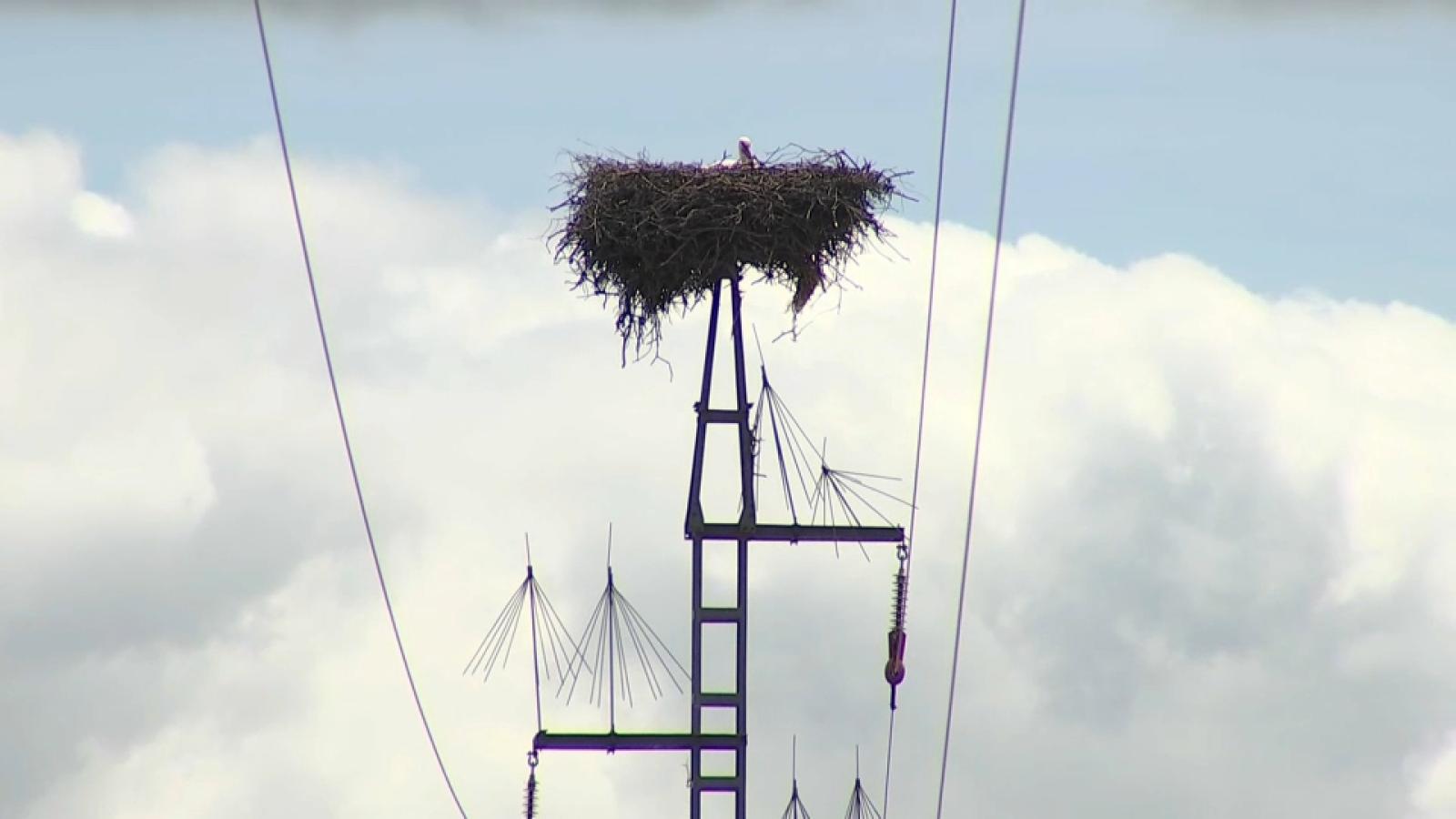 Un dispositivo ideado en Extremadura pretende proteger a las aves en subestaciones eléctricas