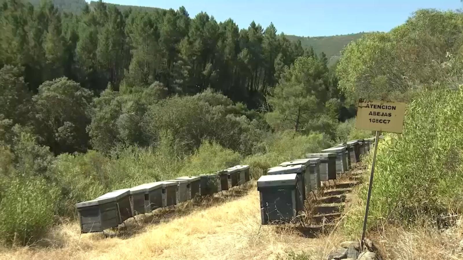 El sector apícola extremeño reclama ayudas por el aumento de costes