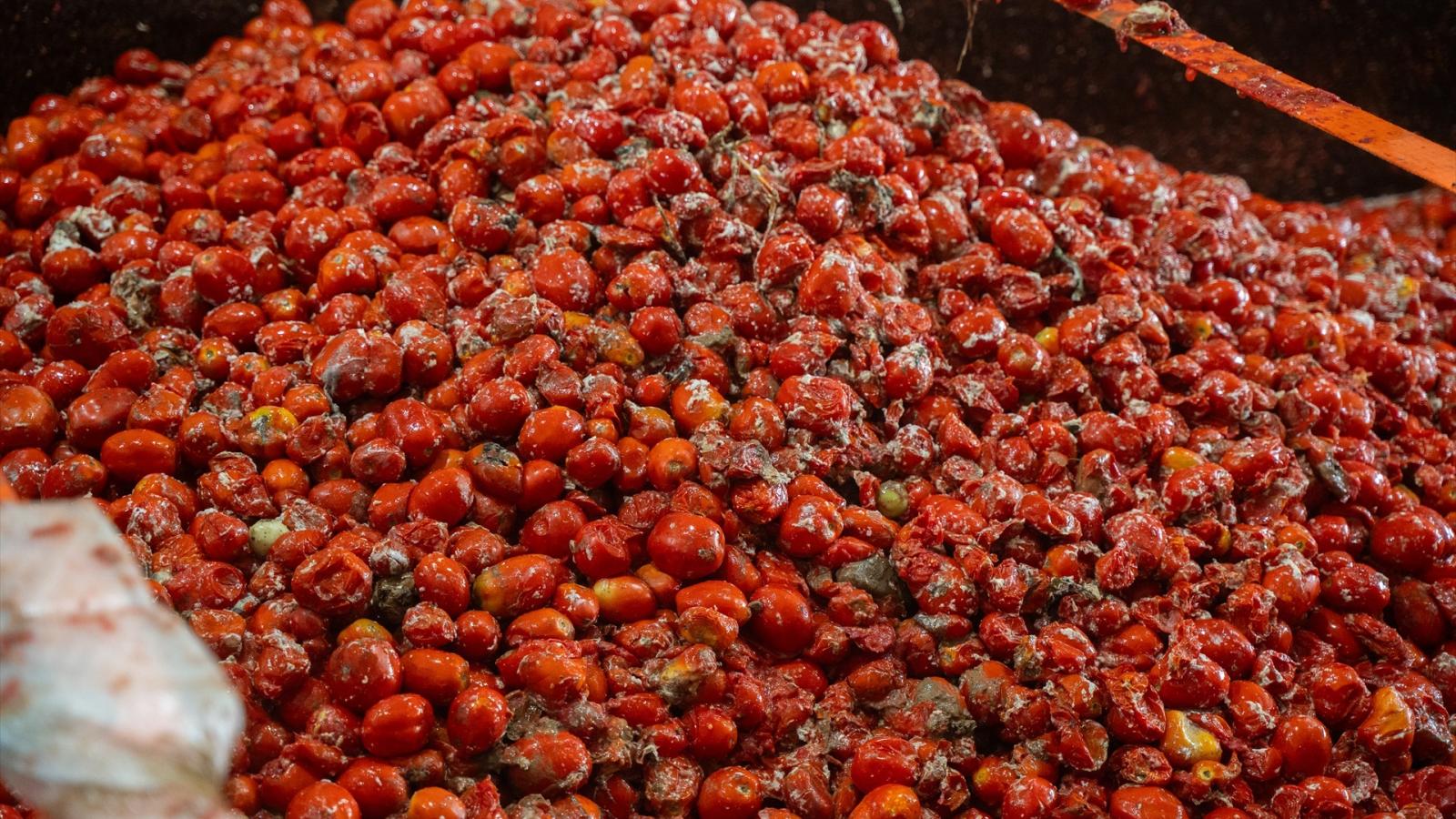 La Tomatina de Buñol (Valencia) contará con 150.000 kilos de tomates de cultivos de Badajoz