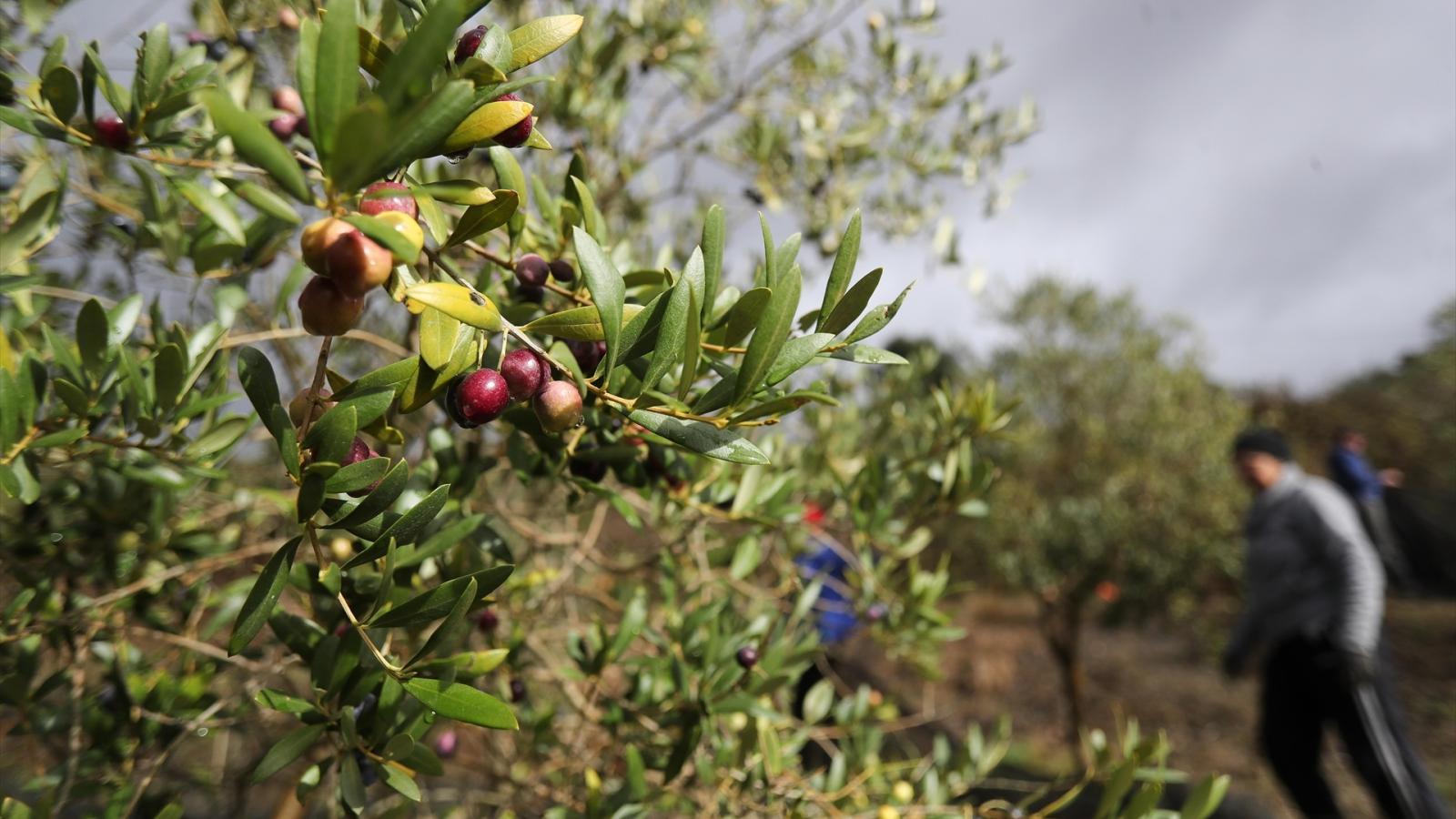 PSOE propone un plan integral para proteger el olivar tradicional de montaña