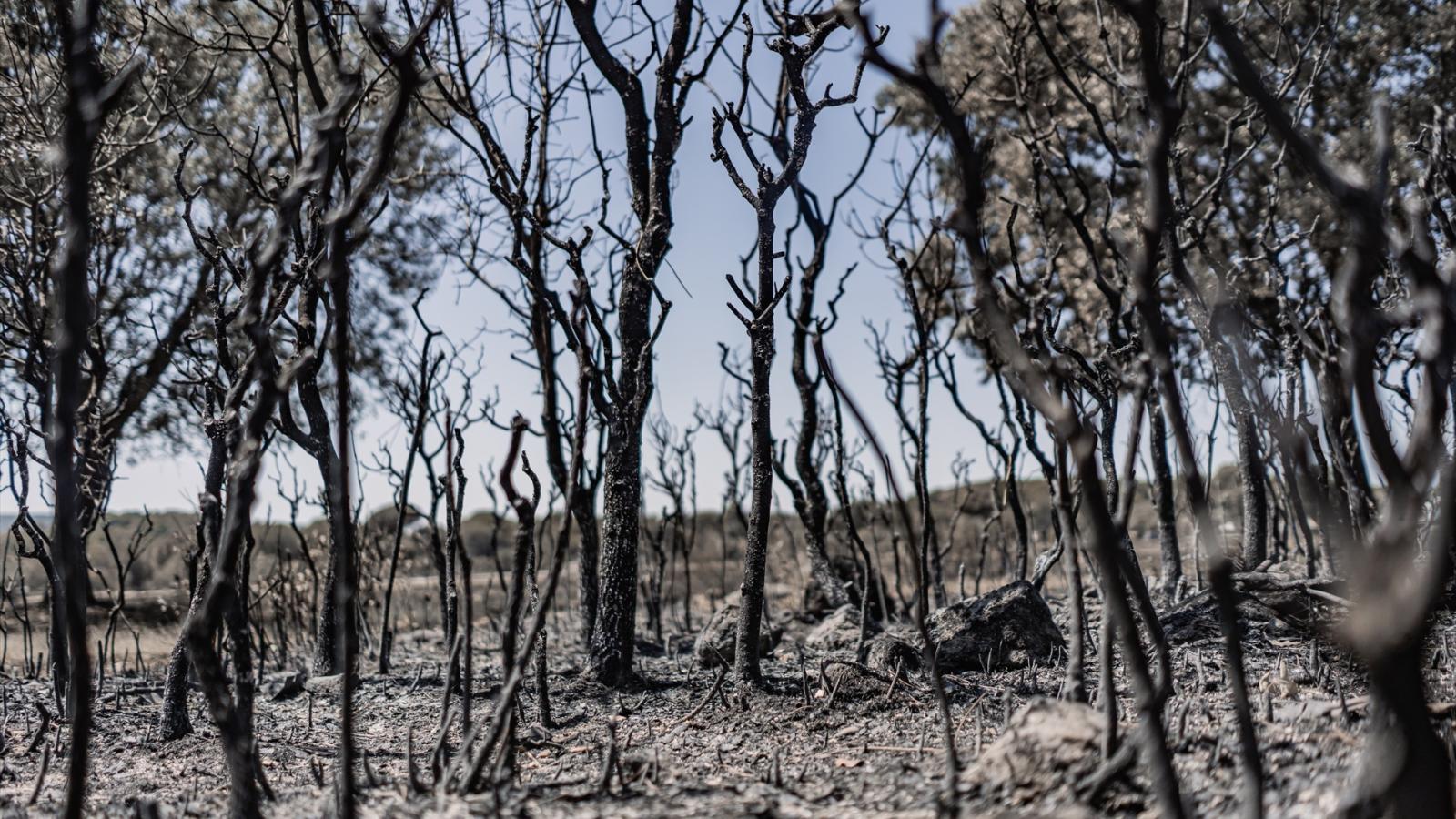 Los incendios forestales han afectado a más de 186.500 hectáreas en España desde comienzos de 2026