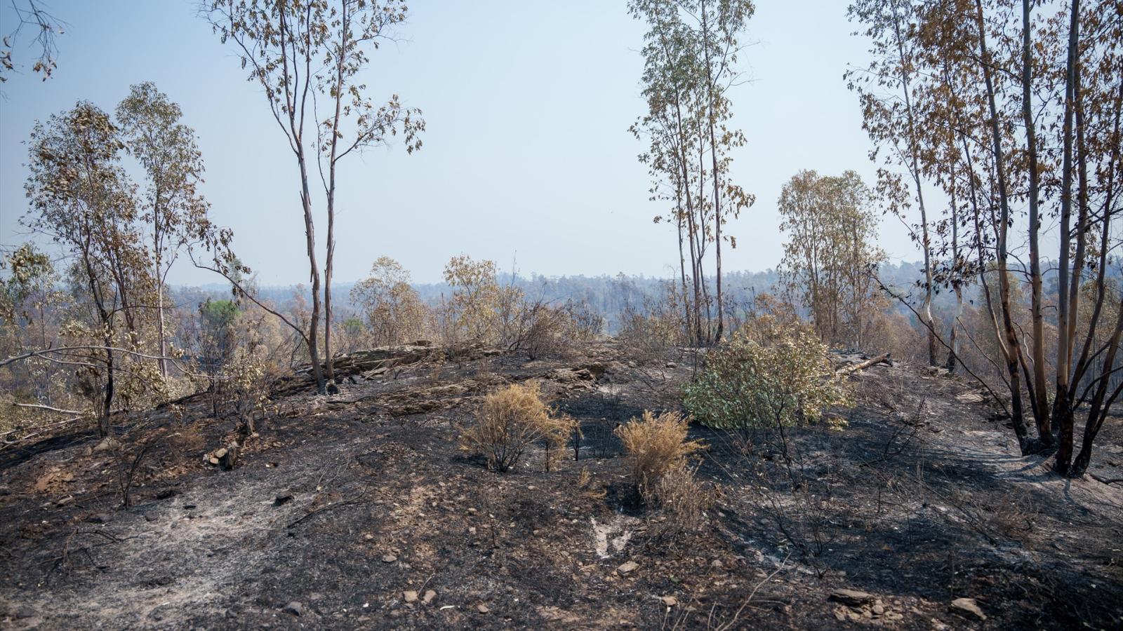 INCENDIOS