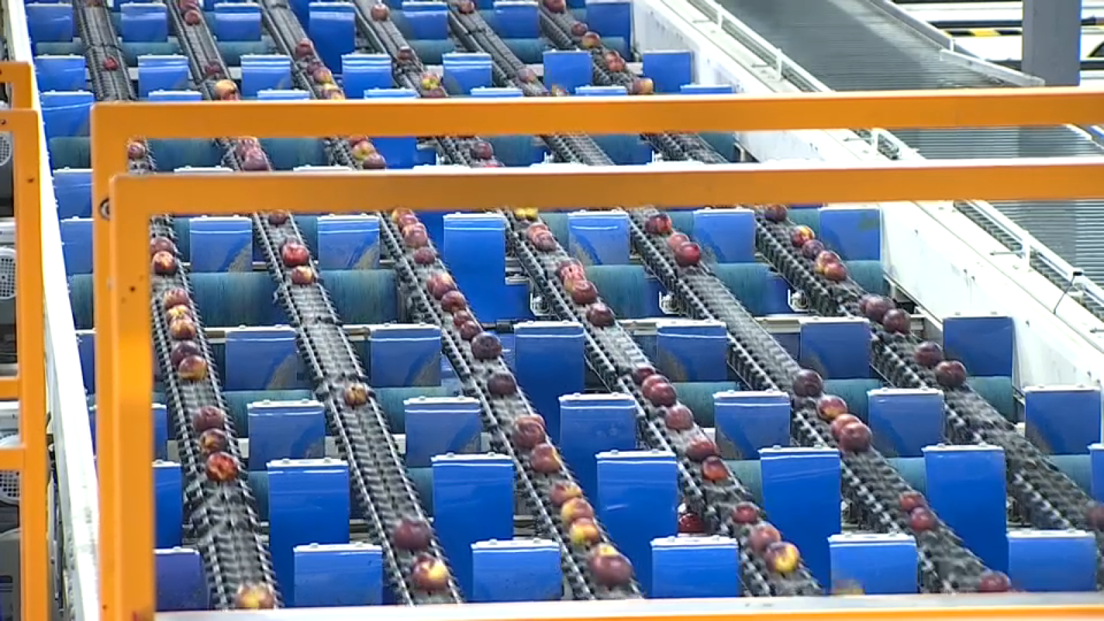 Canales de producción de la fruta en Nogal Fruit