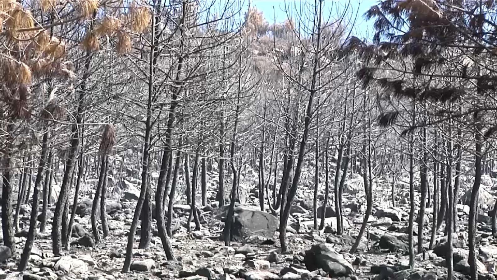 El incendio de Casas de Millán queda estabilizado al 100%