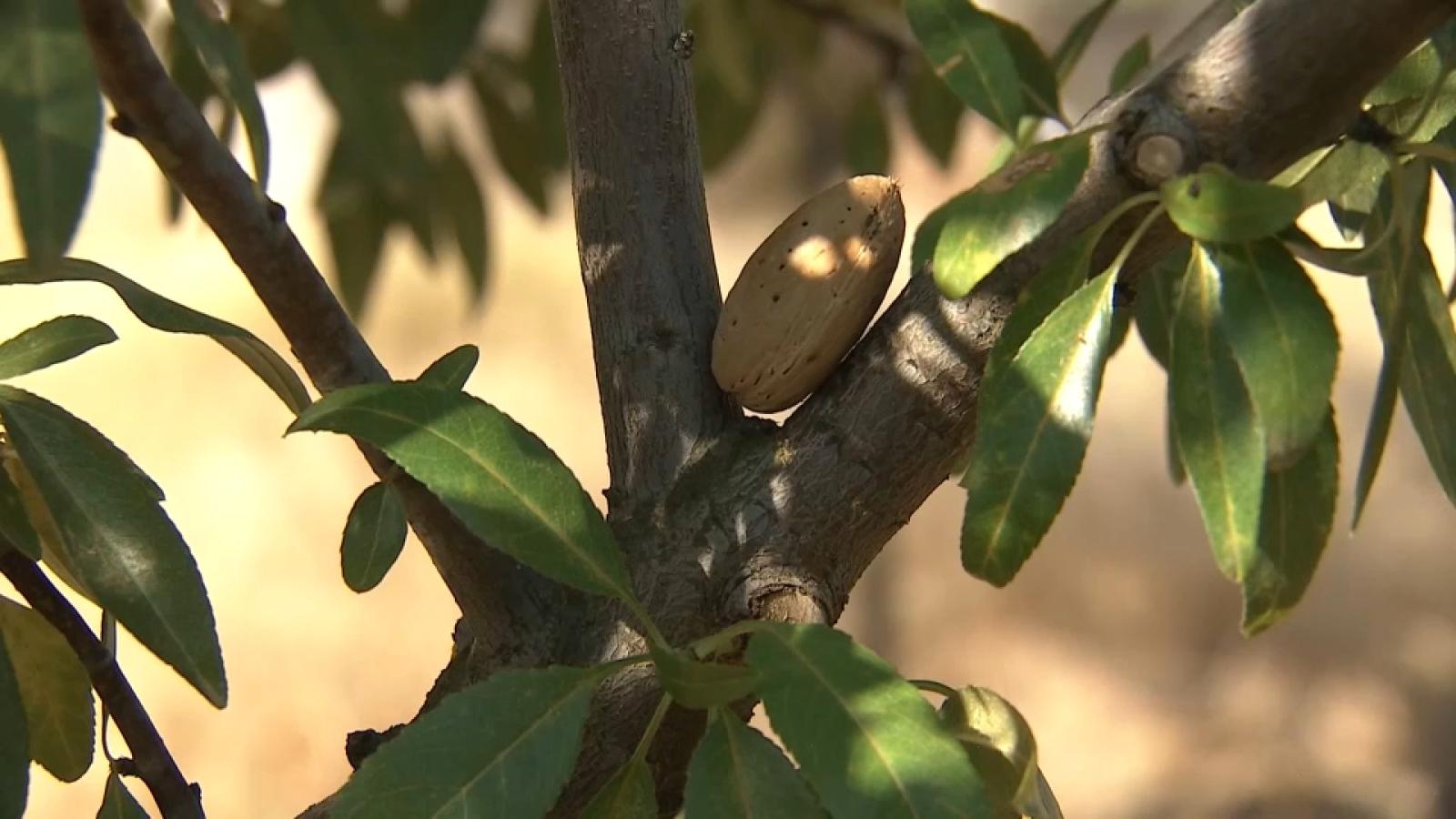 Almendro