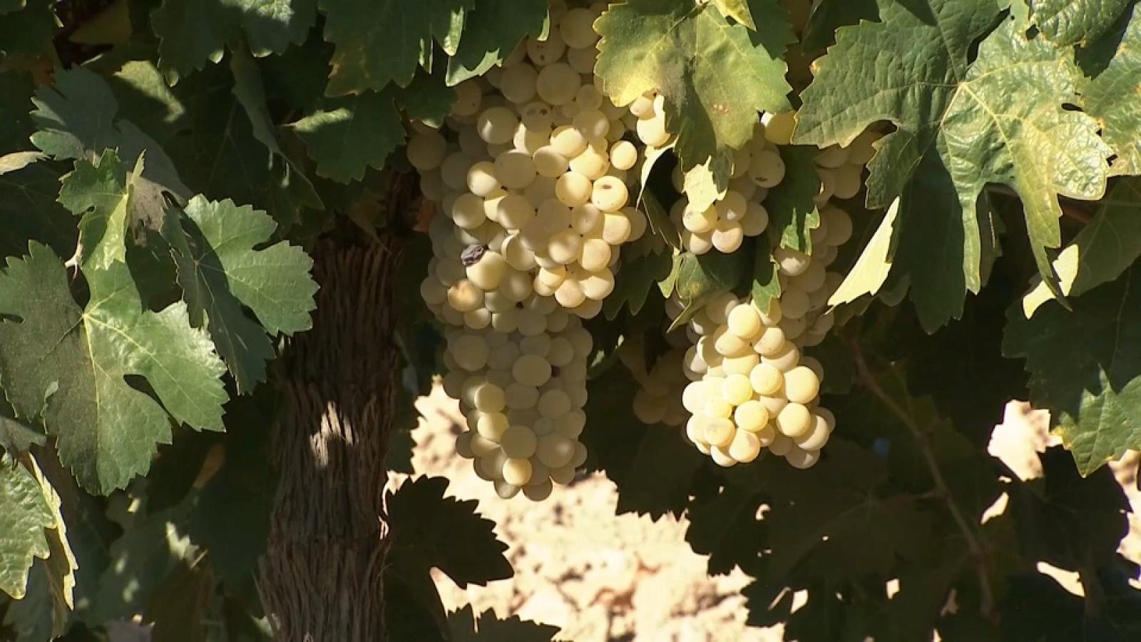 Uva Beva de Los Santos de Maimona