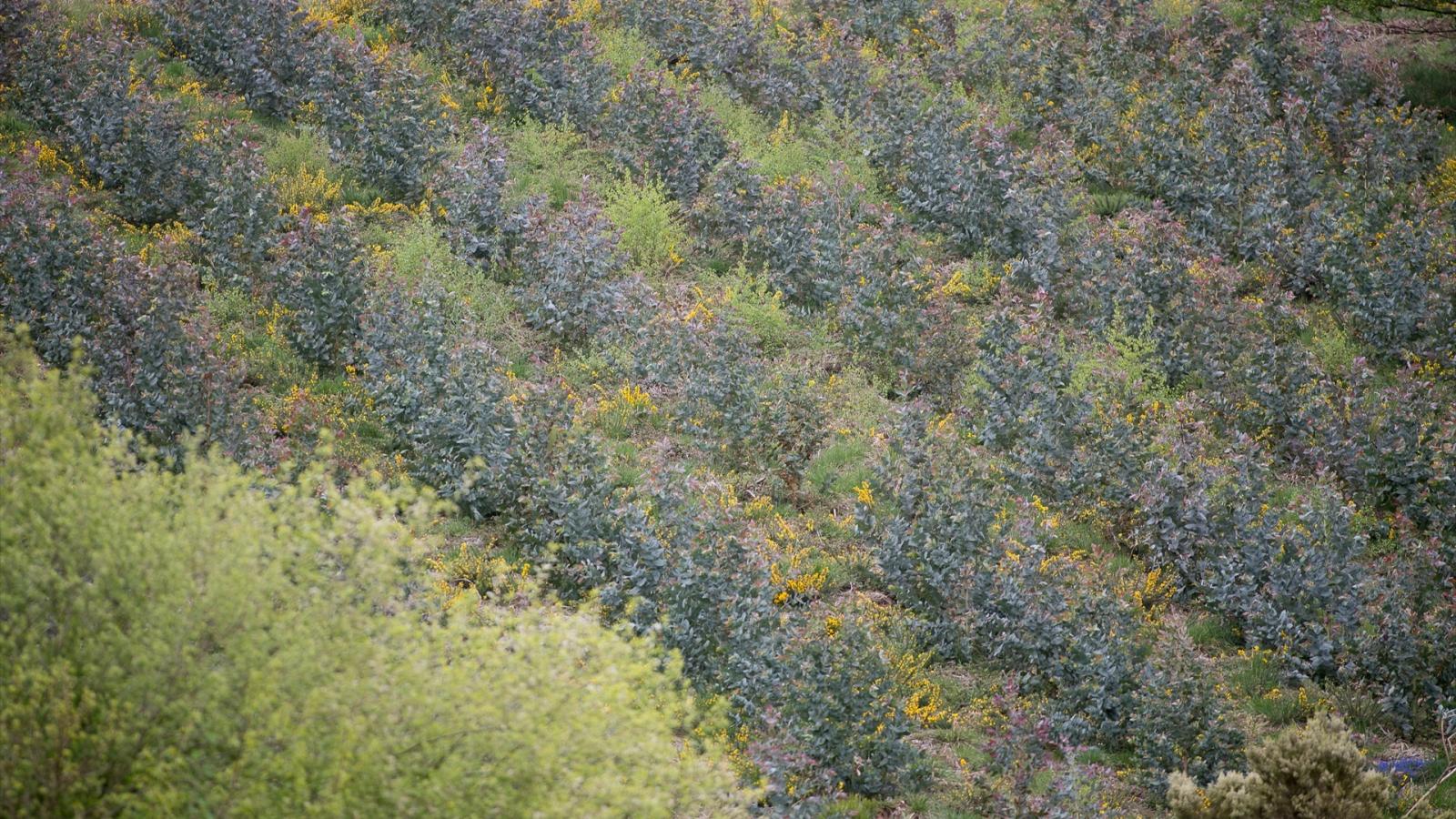 España plantará 3,5 millones de árboles para ayudar a la restauración de la naturaleza a nivel europeo