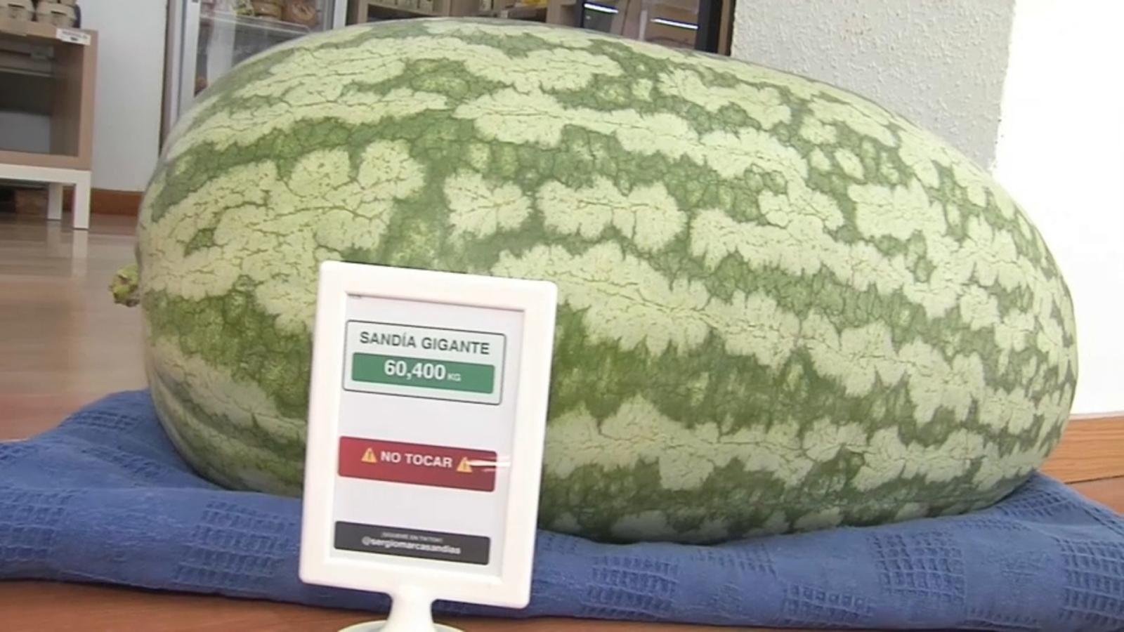 Una sandía gigante de 60 kilos sorprende en Plasencia