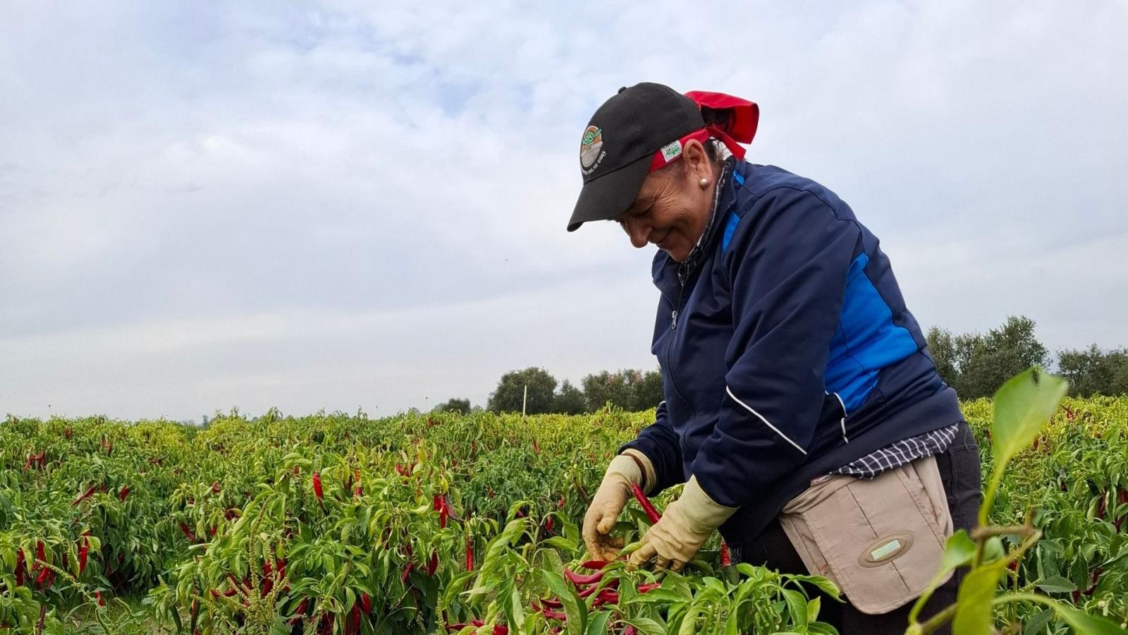 Agricultora recogiendo pimientos en una plantación