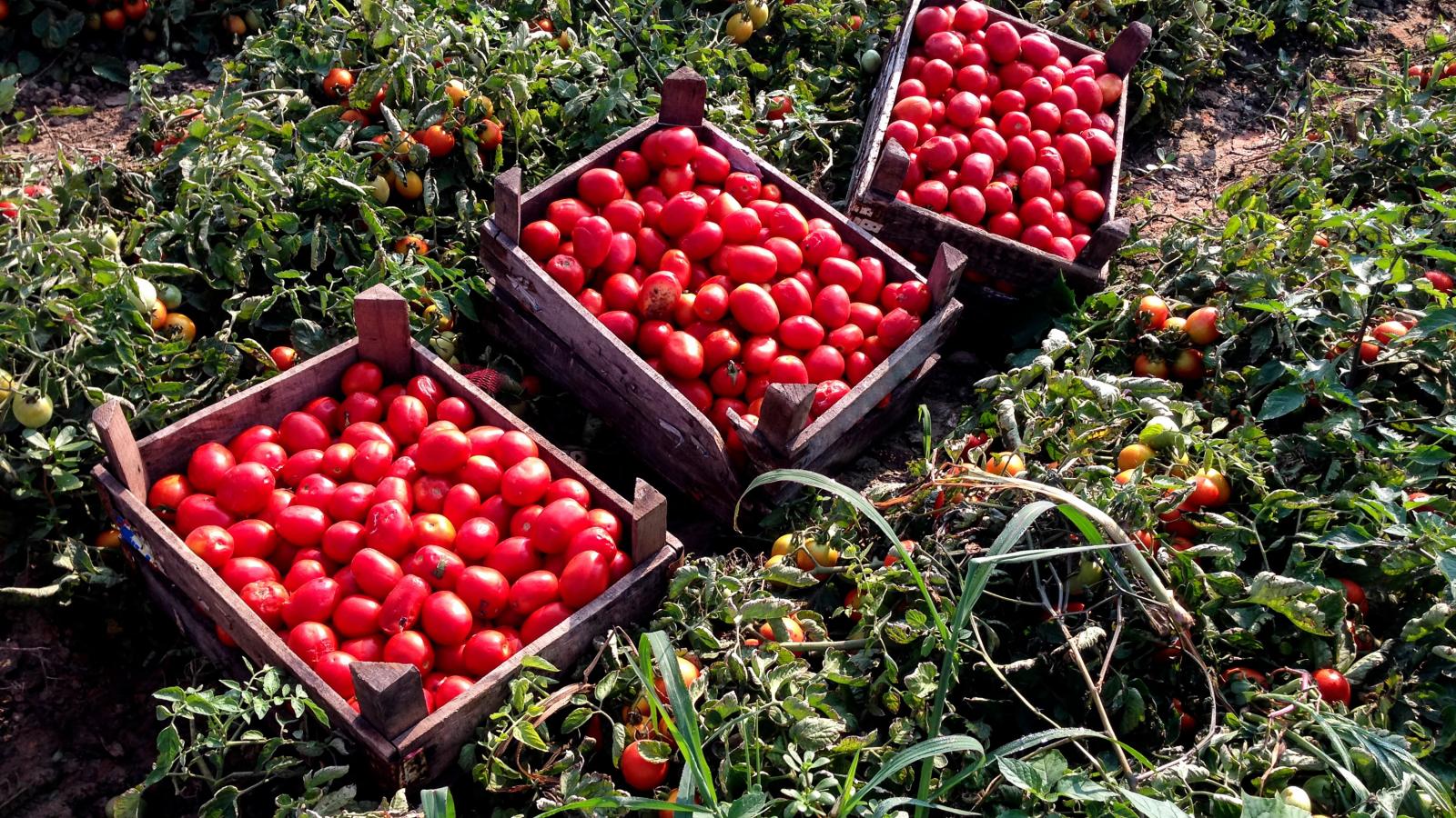 Campaña del tomate.
