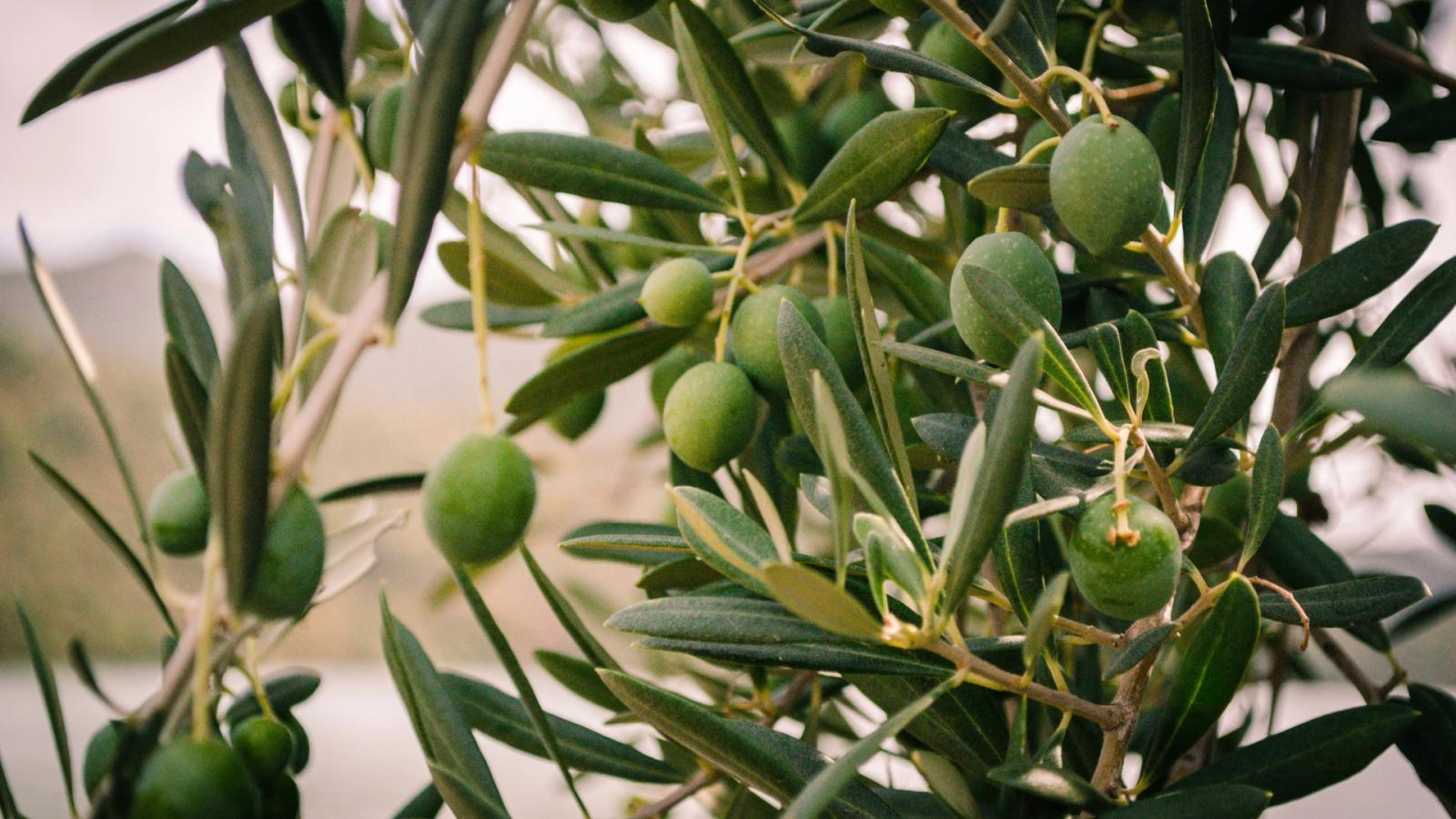 Olivo con aceitunas