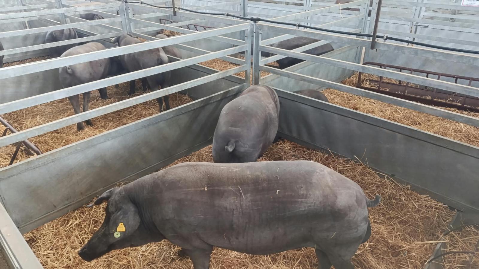 Llegada de ganado a la Feria Internacional Ganadera de Zafra