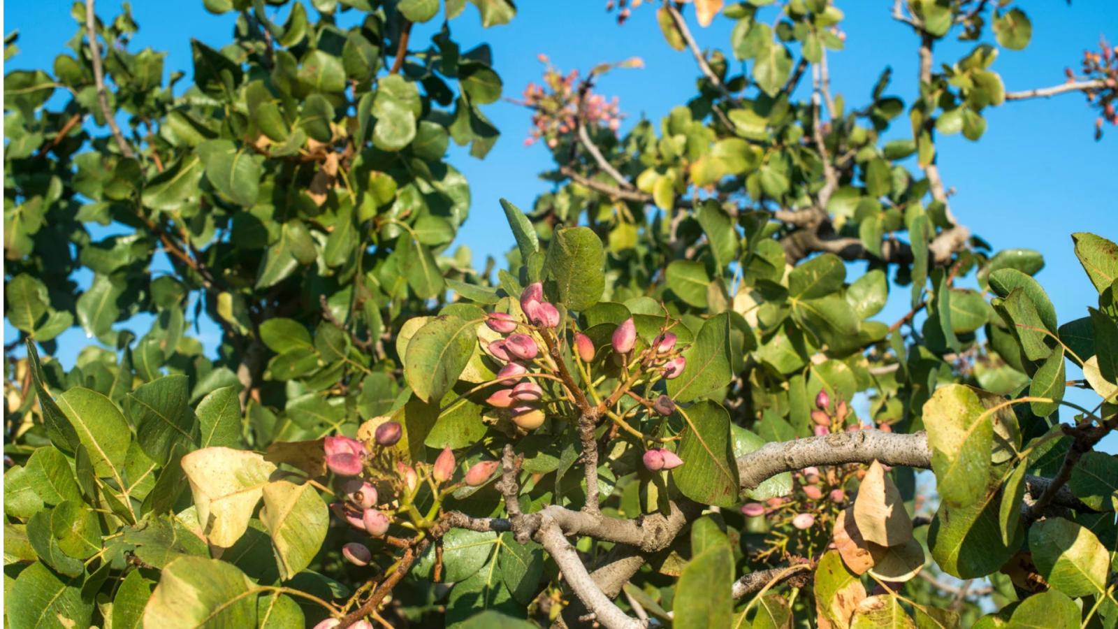 Pistachero