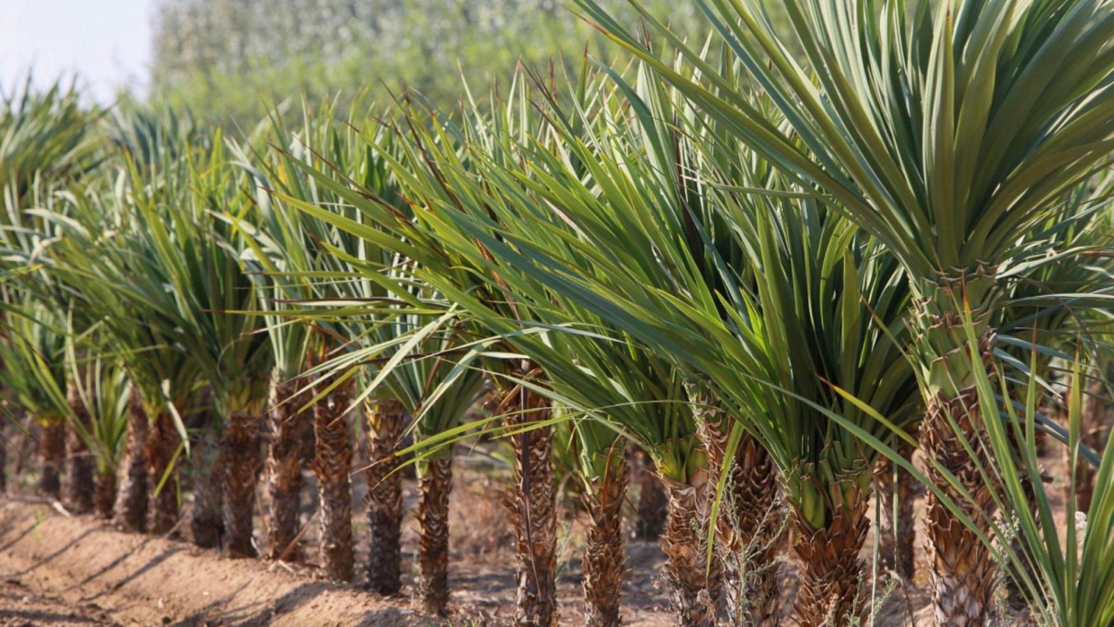 Abierto el plazo para que los municipios soliciten plantas gratuitas para sus zonas verdes en 2027