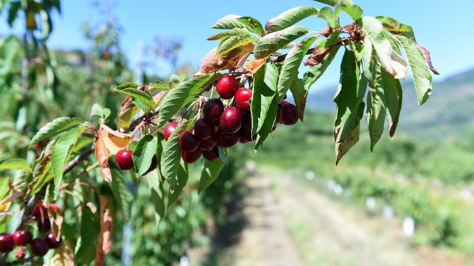 La Junta detallará los casi 20 millones en ayudas para cereal, arroz, apicultura y cereza