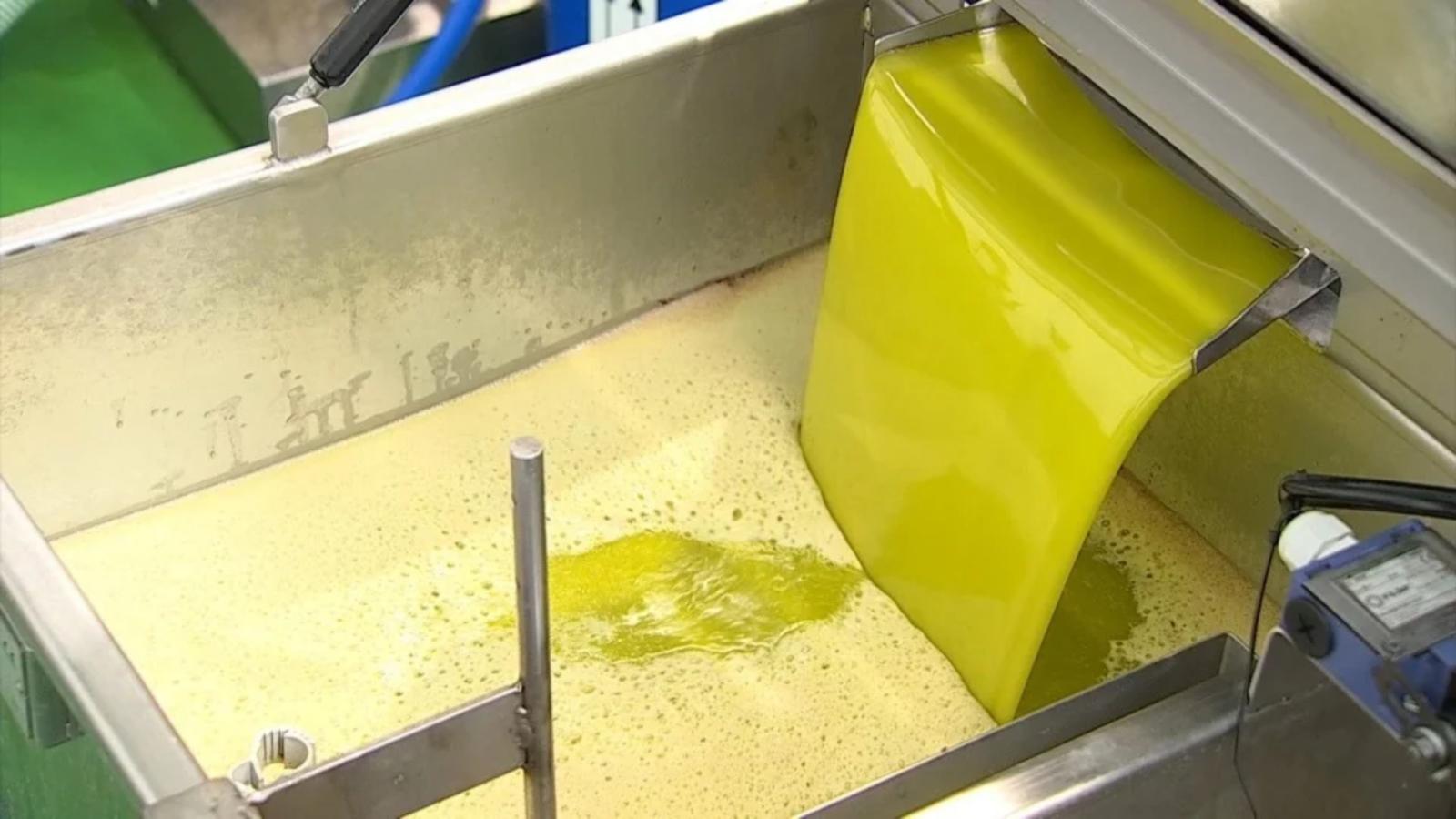 El Gobierno podrá retirar hasta un 20% del aceite de oliva si la cosecha es muy abundante