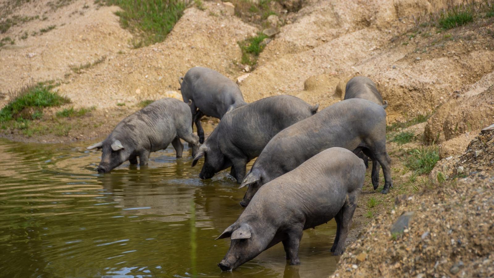 Extremadura refuerza su liderazgo en el porcino ibérico con 1,36 millones de animales