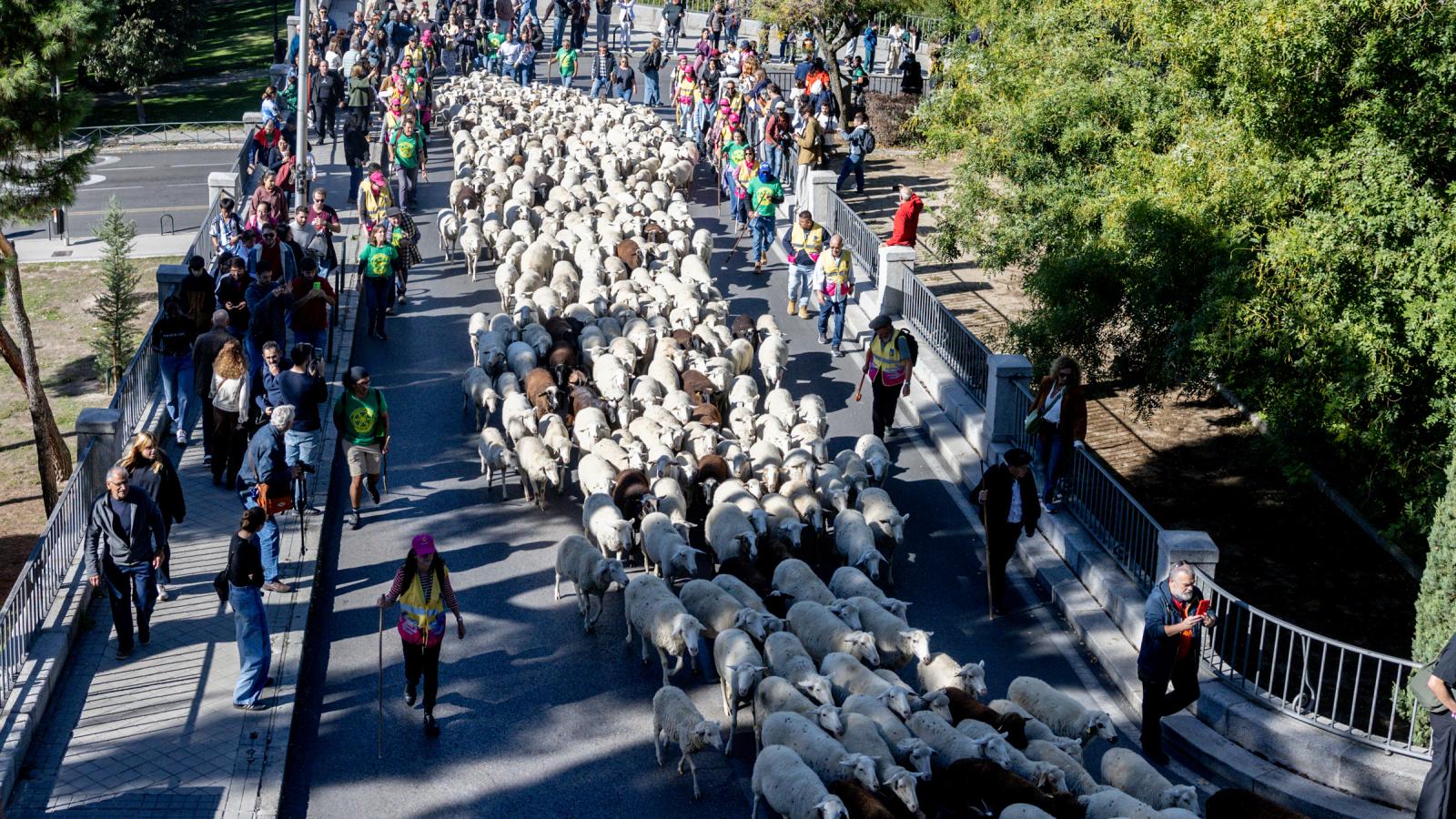 Rebaños de ovejas atraviesan el centro de Madrid durante la 33ª edición de la Fiesta del Pastor y de la Trashumancia, a 25 de octubre de 2026, en Madrid.