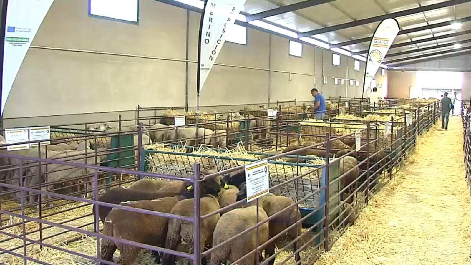 Feria de Ganado de Albalá
