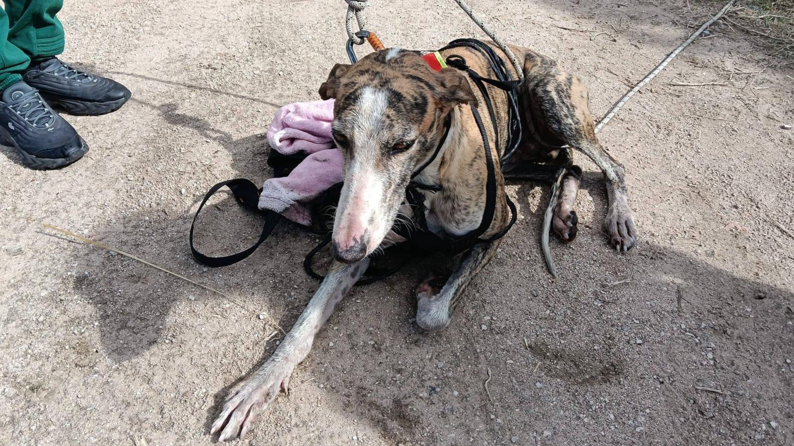 Ismael, el galgo rescatado de un pozo en Villanueva de la Serena. 