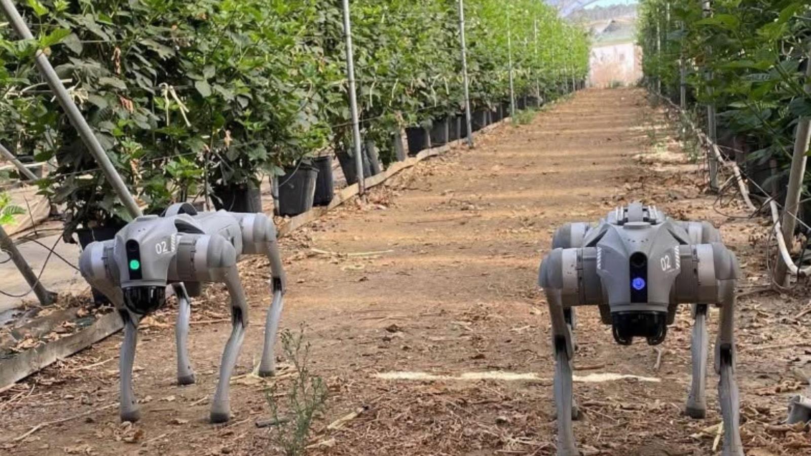 Robot de cuatro patas para trabajar en el campo