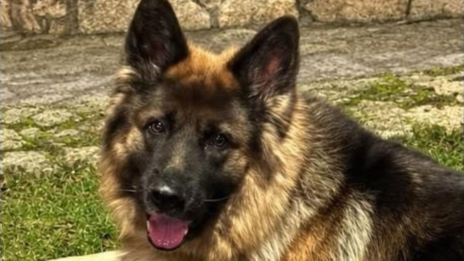 Tronky, el perro que había desaparecido, junto a un hombre, en Losar de la Vera