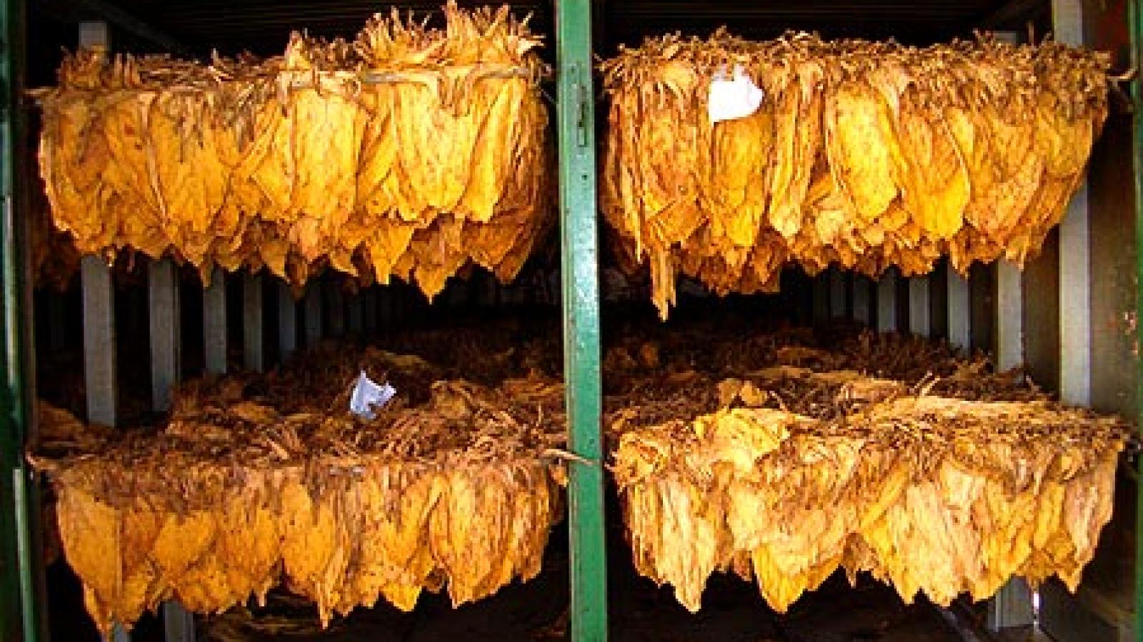 Secadero tabaco biomasa